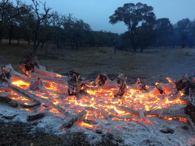 Dead live oak trees, I've burned about 600 so far, lots more to go